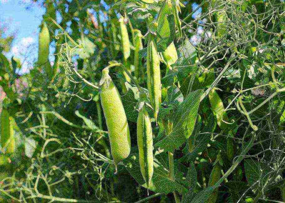 the best varieties of shell peas