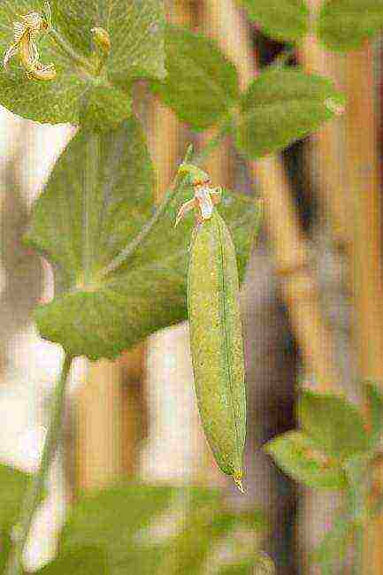 the best varieties of shell peas