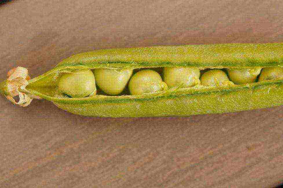 the best varieties of shell peas