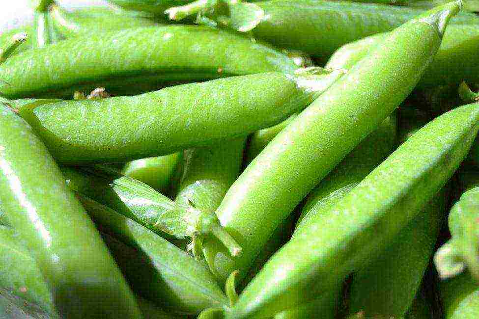 the best varieties of shell peas