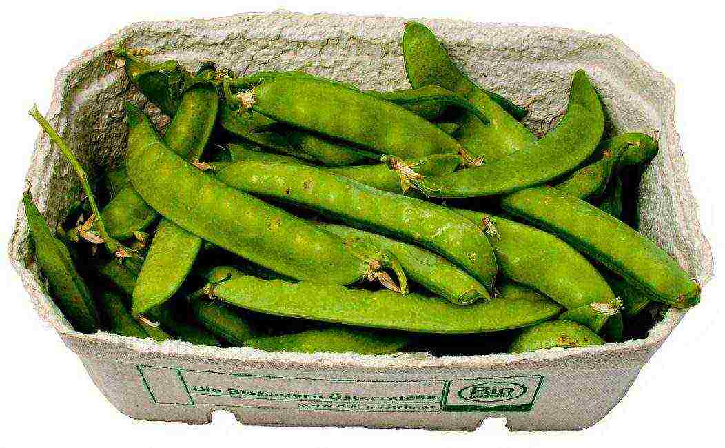 the best varieties of shell peas