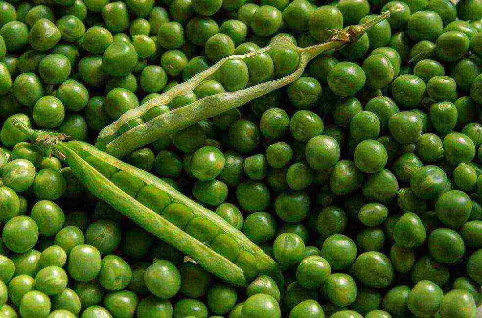 the best varieties of shell peas