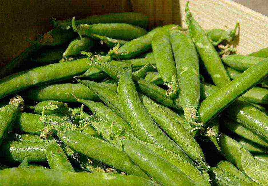 the best varieties of shell peas