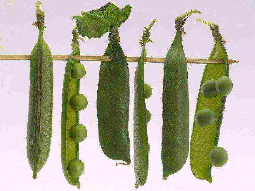 the best varieties of shell peas