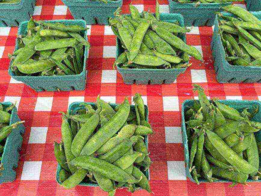 the best varieties of shell peas