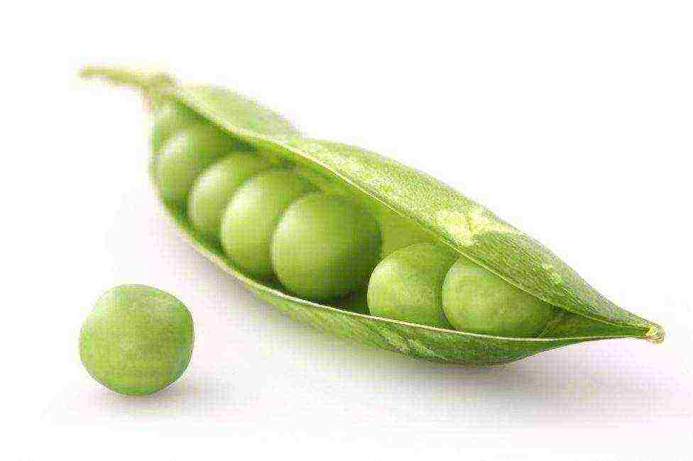 the best varieties of shell peas