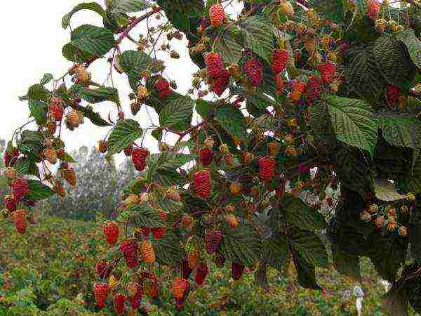 ang pinakamahusay na pagkakaiba-iba ng kahoy na raspberry