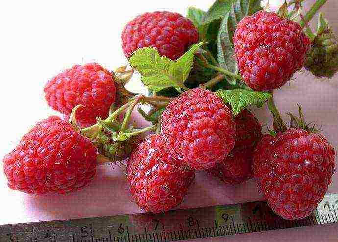 the best varieties of raspberry wood