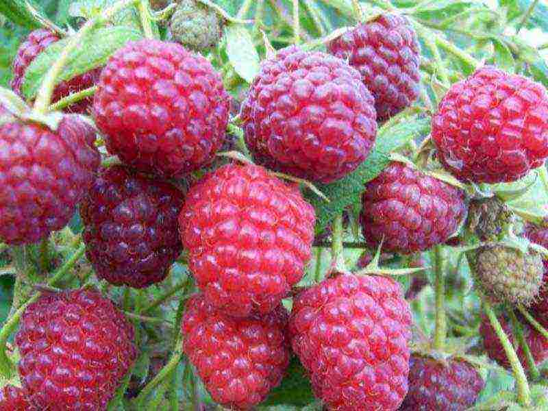 the best varieties of raspberry wood