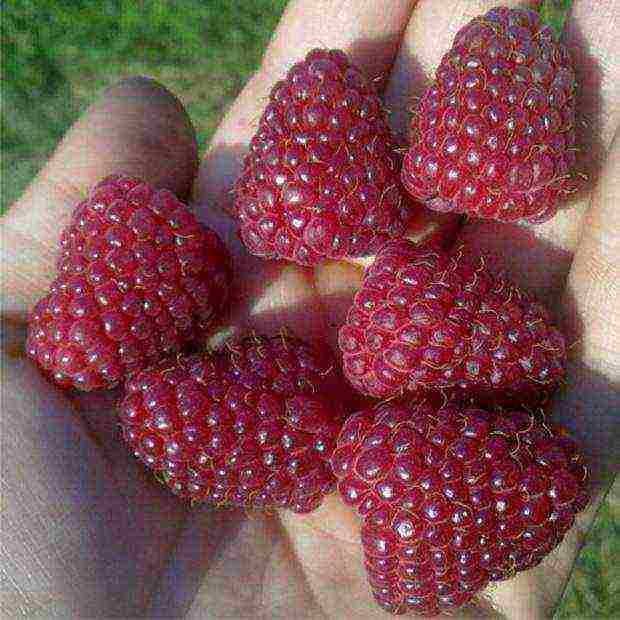 the best varieties of raspberry wood