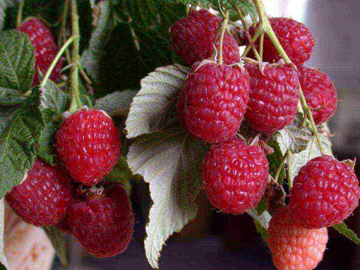 the best varieties of raspberry wood