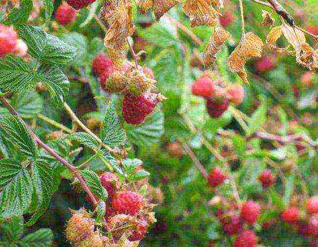 the best varieties of raspberry wood