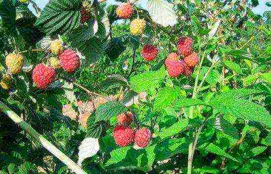 the best varieties of raspberry wood