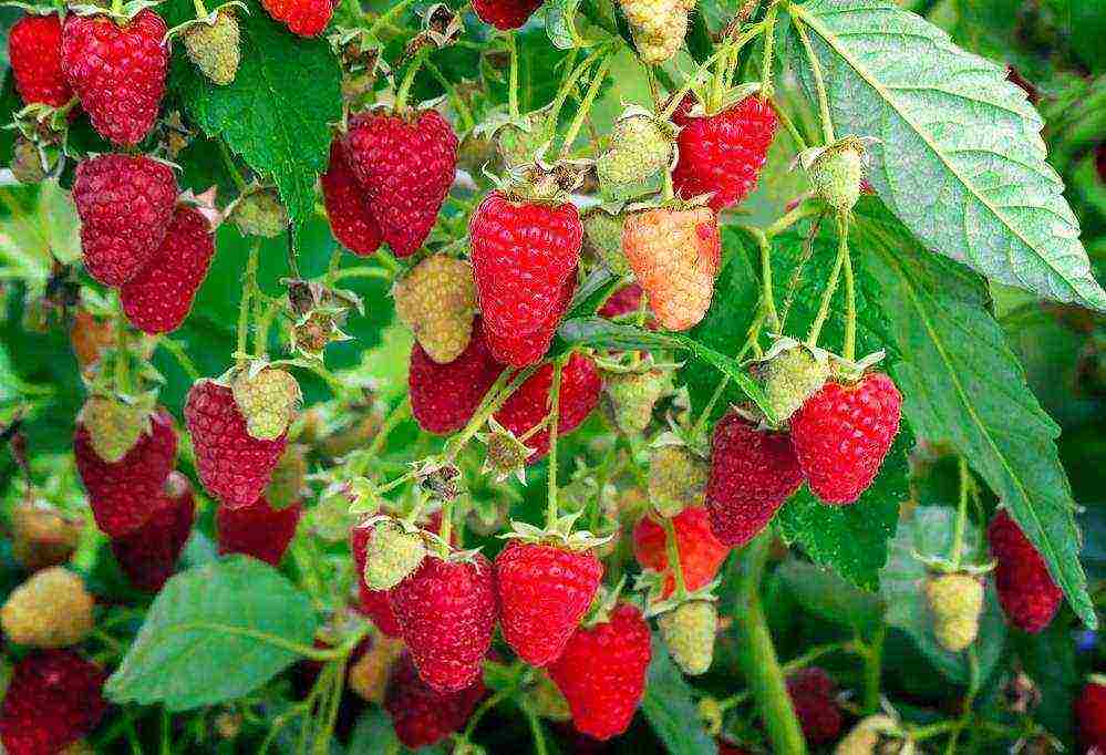 the best varieties of raspberry wood