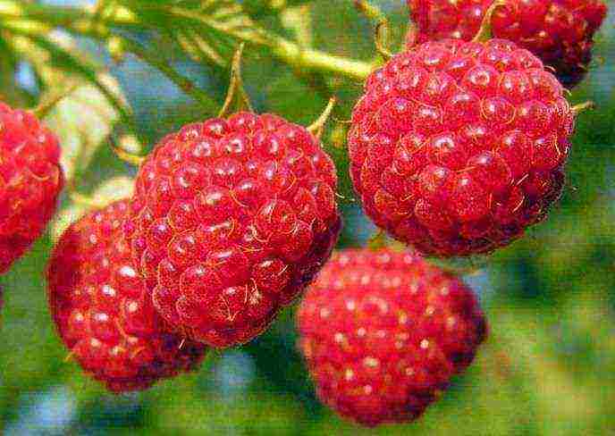 the best varieties of raspberry wood