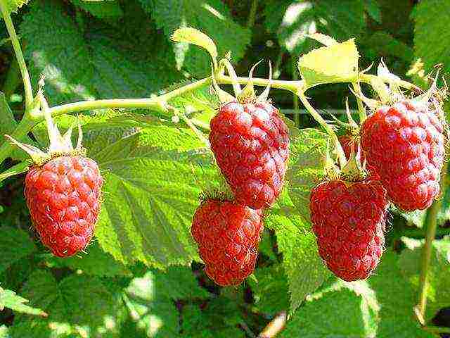 the best varieties of raspberry wood