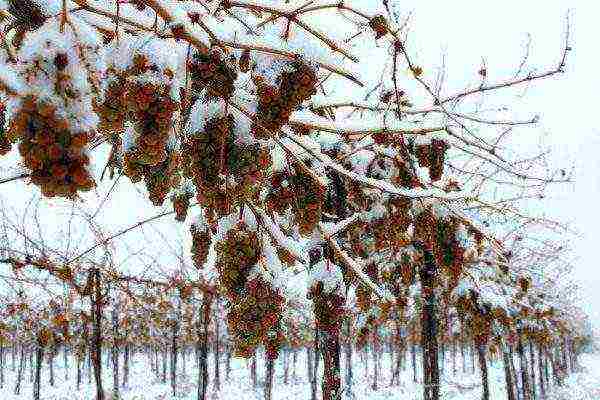 ang pinakamahusay na mga pagkakaiba-iba ng mga frost-lumalaban na ubas