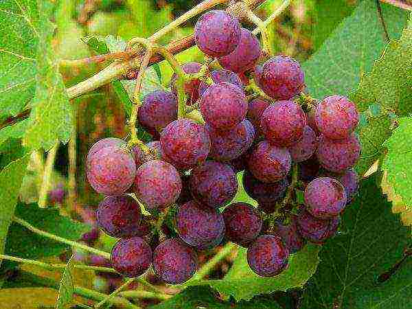 the best varieties of frost-resistant grapes