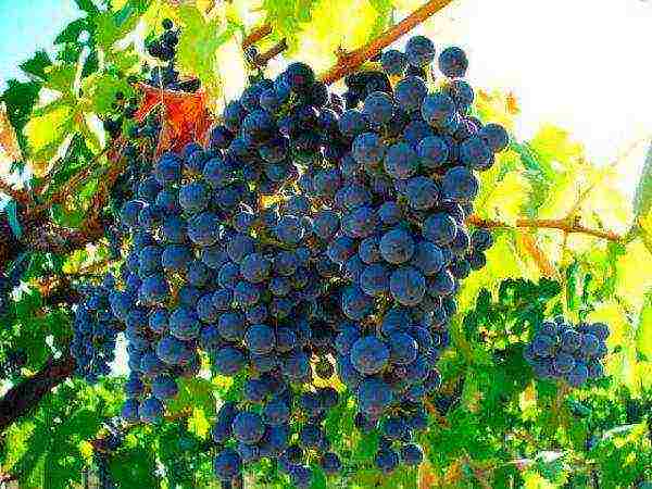 the best varieties of frost-resistant grapes