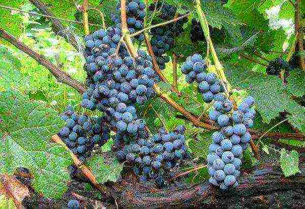 the best varieties of frost-resistant grapes