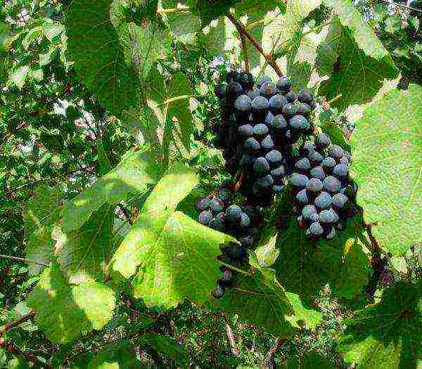 the best varieties of frost-resistant grapes