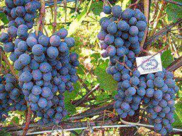 the best varieties of frost-resistant grapes