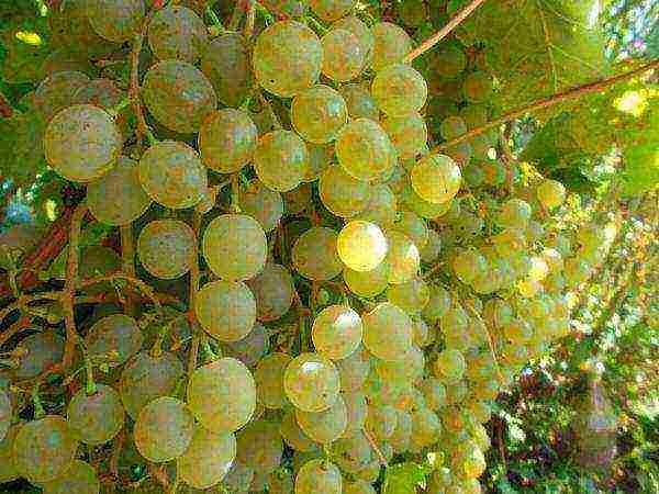 the best varieties of frost-resistant grapes