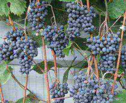 the best varieties of frost-resistant grapes