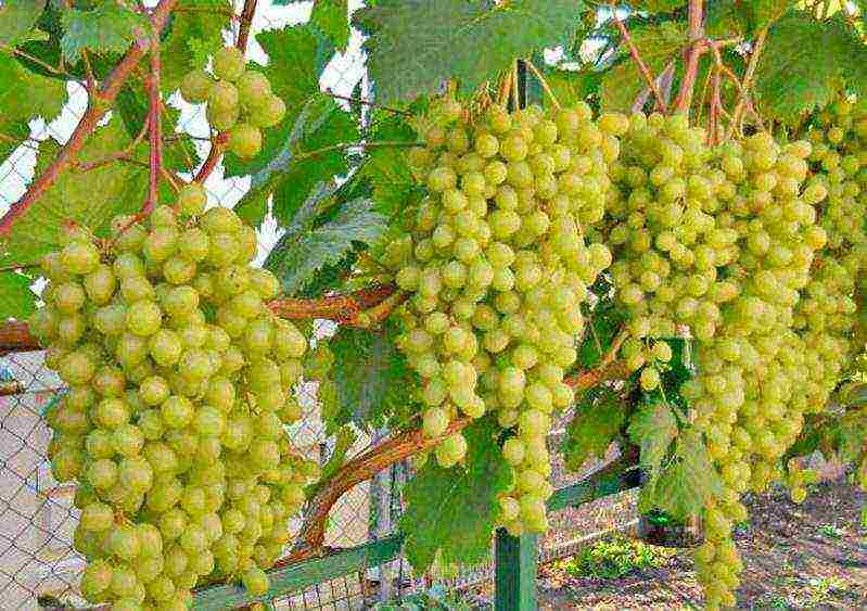 the best varieties of frost-resistant grapes