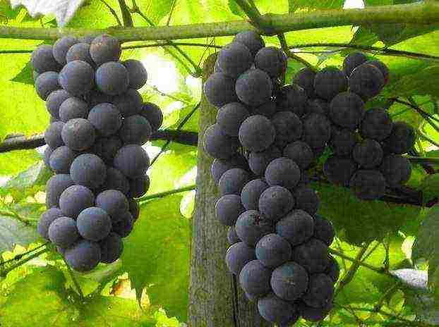 the best varieties of frost-resistant grapes