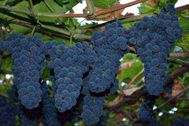 the best varieties of frost-resistant grapes