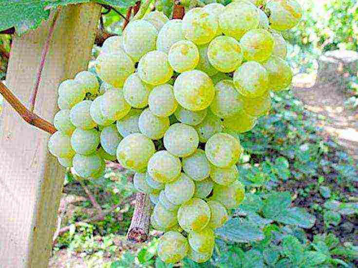 the best varieties of frost-resistant grapes