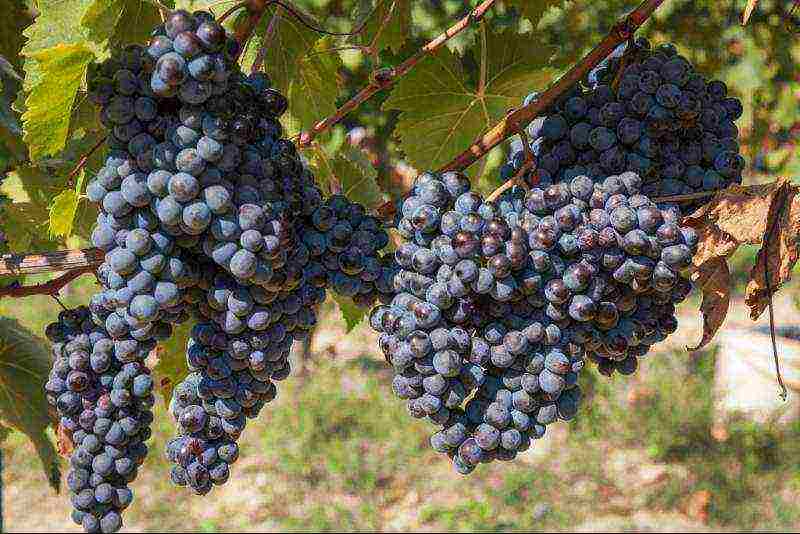 the best varieties of frost-resistant grapes