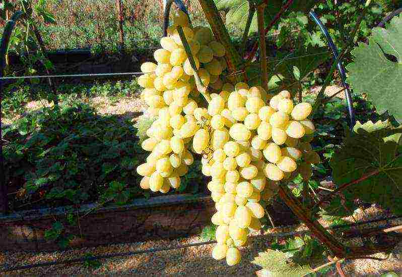 the best varieties of frost-resistant grapes