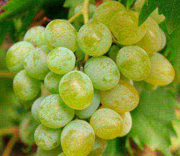 the best varieties of frost-resistant grapes