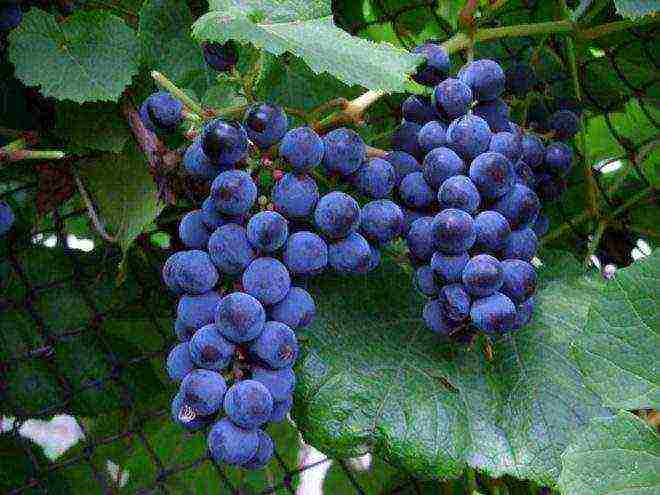 the best varieties of frost-resistant grapes