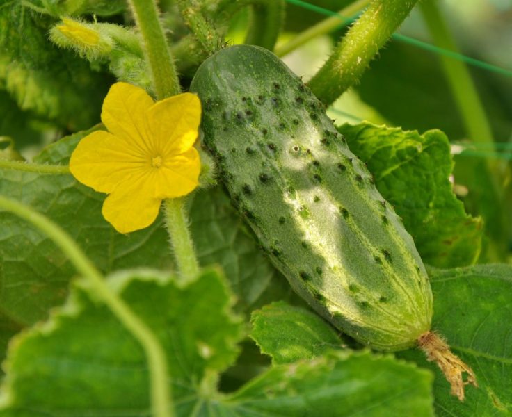 ang pinakamahusay na mga pagkakaiba-iba ng mga pipino ng prutas