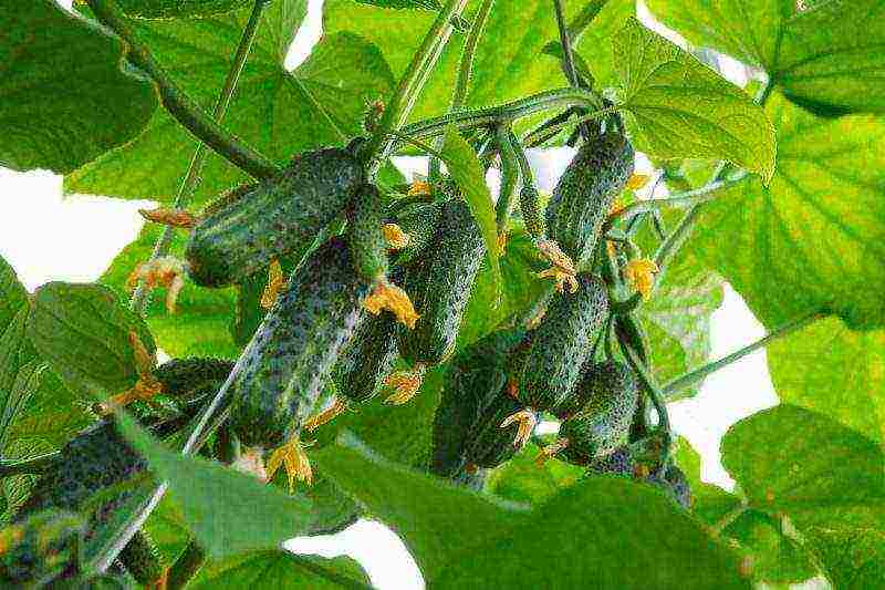 the best varieties of fruit cucumbers