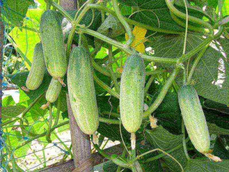 the best varieties of fruit cucumbers