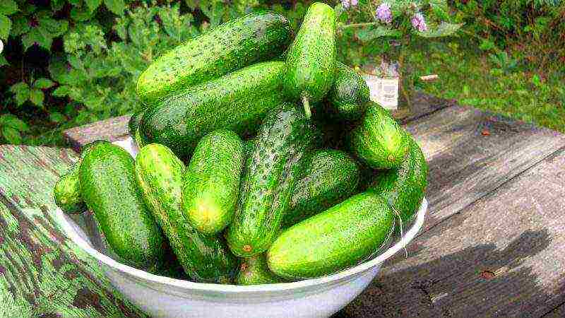 the best varieties of fruit cucumbers