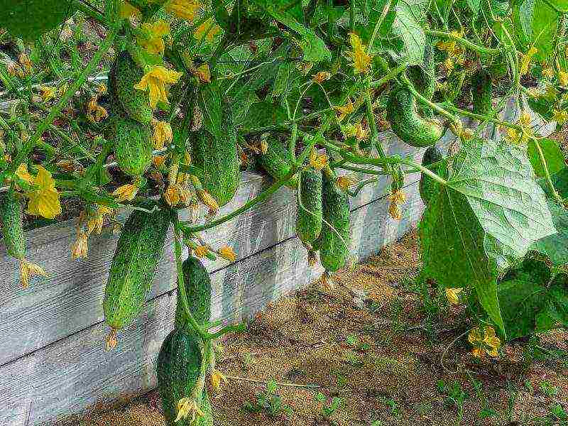 the best varieties of fruitful cucumbers