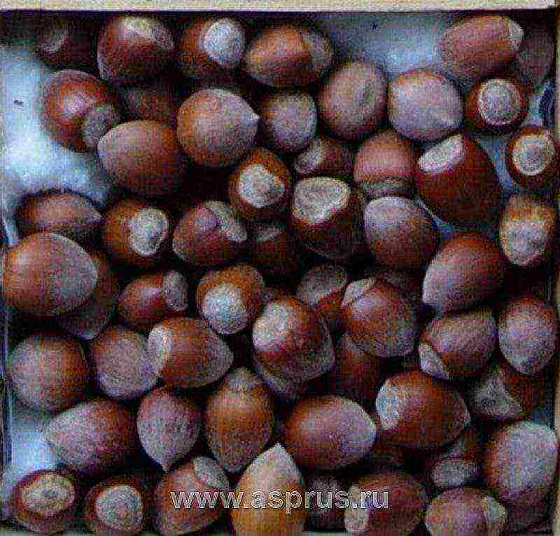 ang pinakamahusay na mga varieties ng hazelnuts