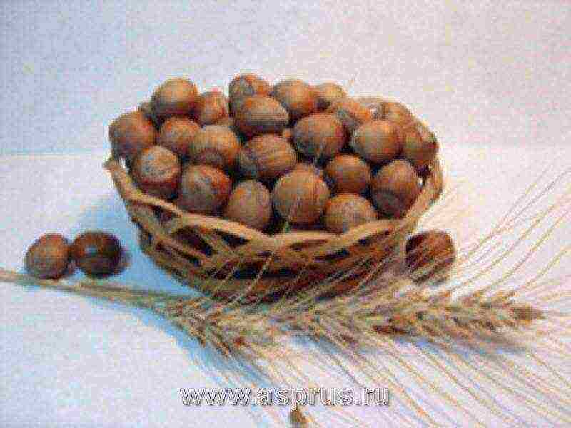 ang pinakamahusay na mga varieties ng hazelnuts