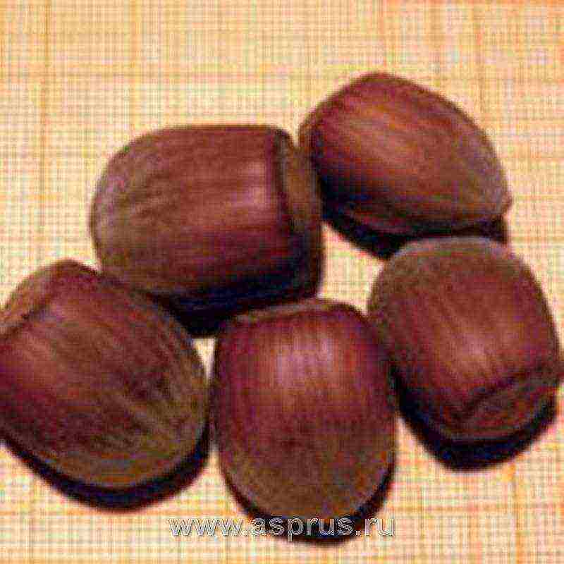 ang pinakamahusay na mga varieties ng hazelnuts