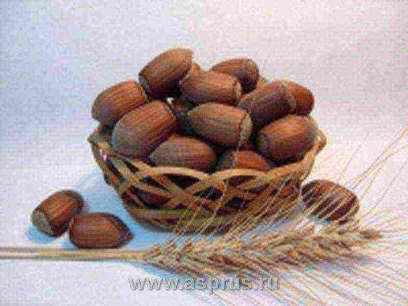 the best varieties of hazelnuts