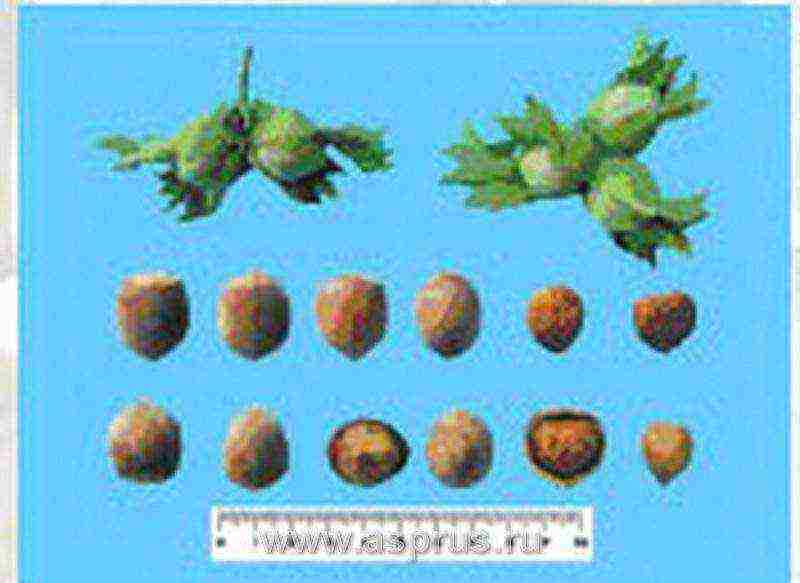 the best varieties of hazelnuts