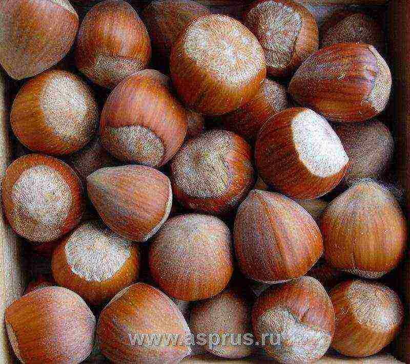 the best varieties of hazelnuts