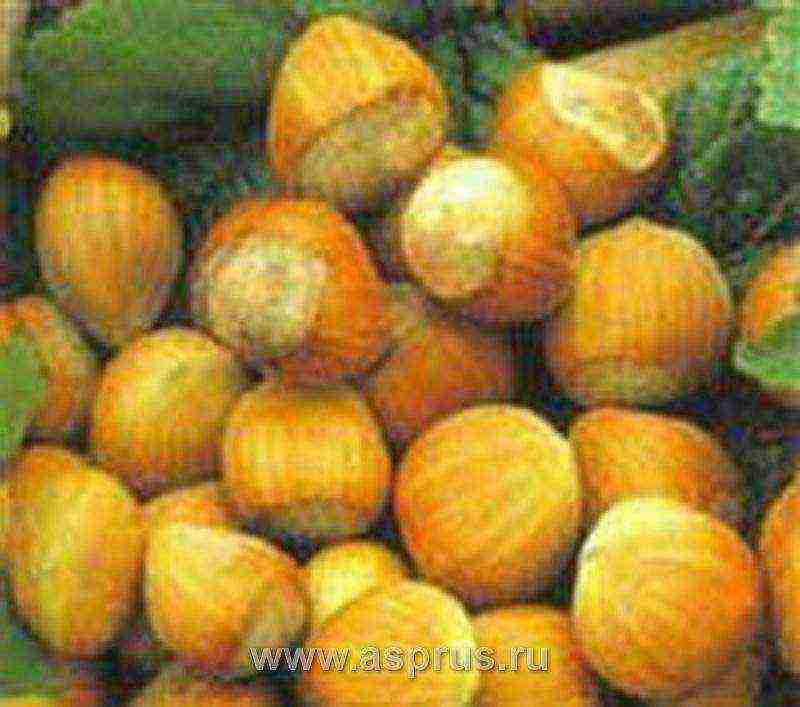 ang pinakamahusay na mga varieties ng hazelnuts