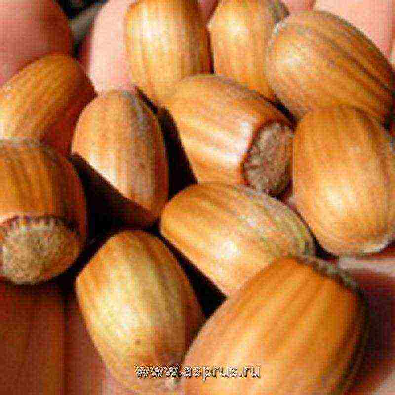 ang pinakamahusay na mga varieties ng hazelnuts