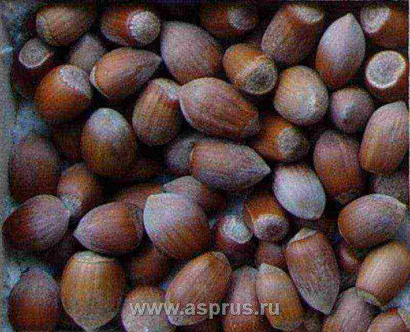 the best varieties of hazelnuts